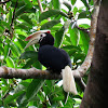 Palawan hornbill