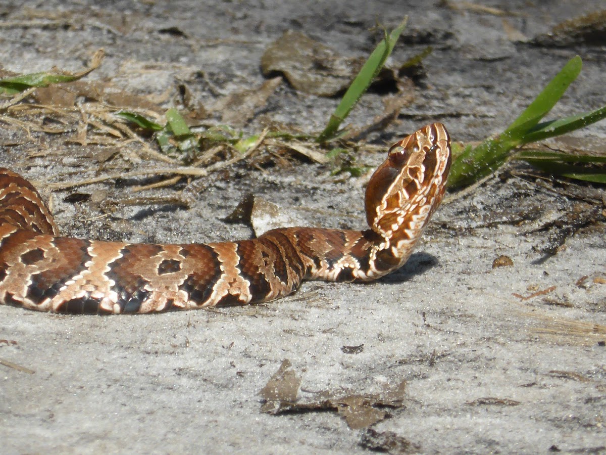 Water Moccasin (Juvenile)