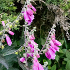 Foxglove