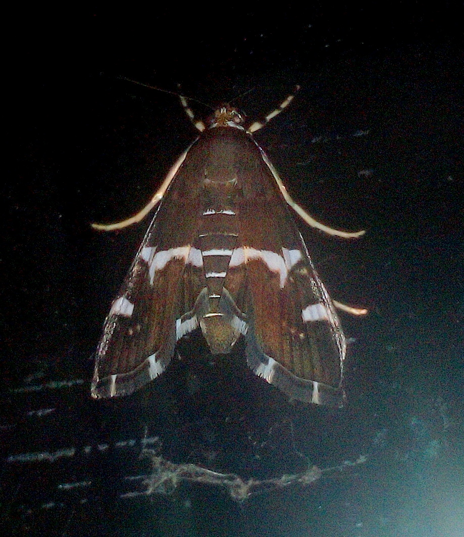 Hawaiian Beet Webworm Moth