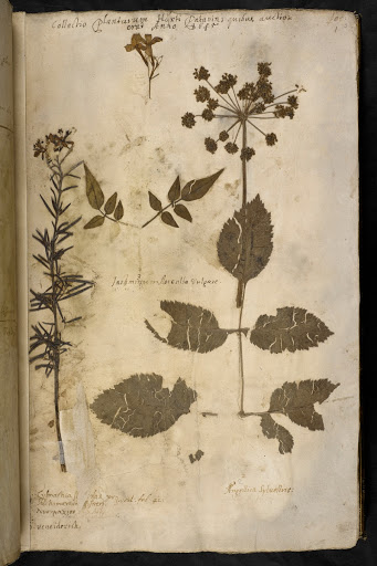 薬草 Google Arts Culture