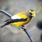 Evening grosbeak