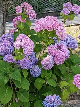 紫陽花が咲く夜に