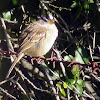 White crowned Sparrow