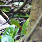 GreenBlack Poison-Dart Frog