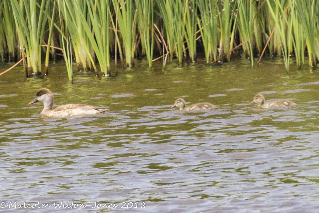 Red-crested Pochard; Pato Colorado