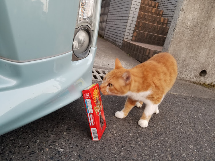 プリウスのポッキーの日・ネコちゃんに関するカスタム事例の投稿画像3枚目