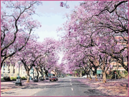 TRAVEL WONDERLAND: Jacarandas in bloom line an avenue in Pretoria.