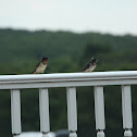 Barn Swallow (Adult & Immature)