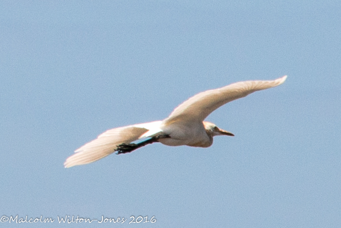 Cattle Egret