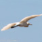 Cattle Egret