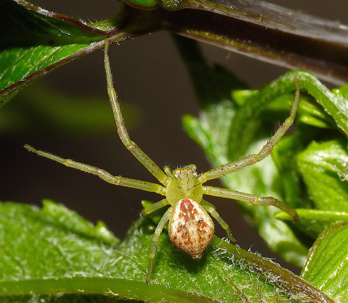 Crab Spider