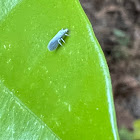 Duskywing Lacewing