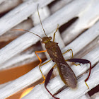 Leaf-footed bug