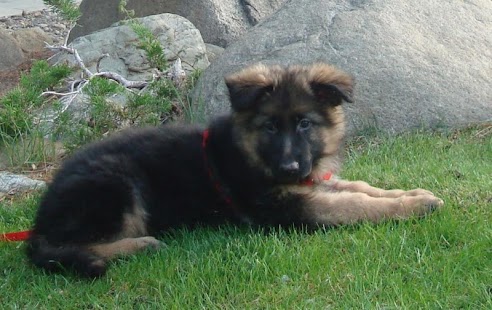 Baby German Shepherd Wallpaper Screenshots 1