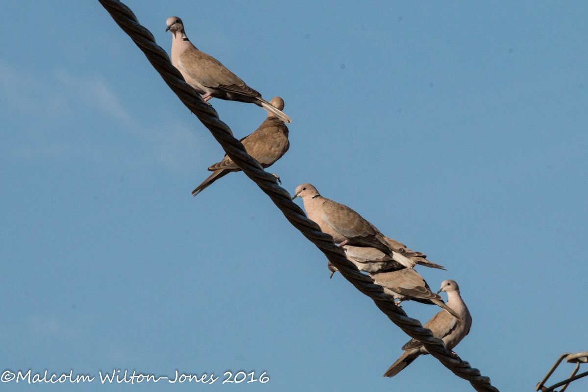 Collared Dove; Tórtola Turca