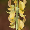 Pale crotalaria