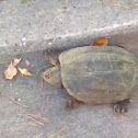 Snapping turtle