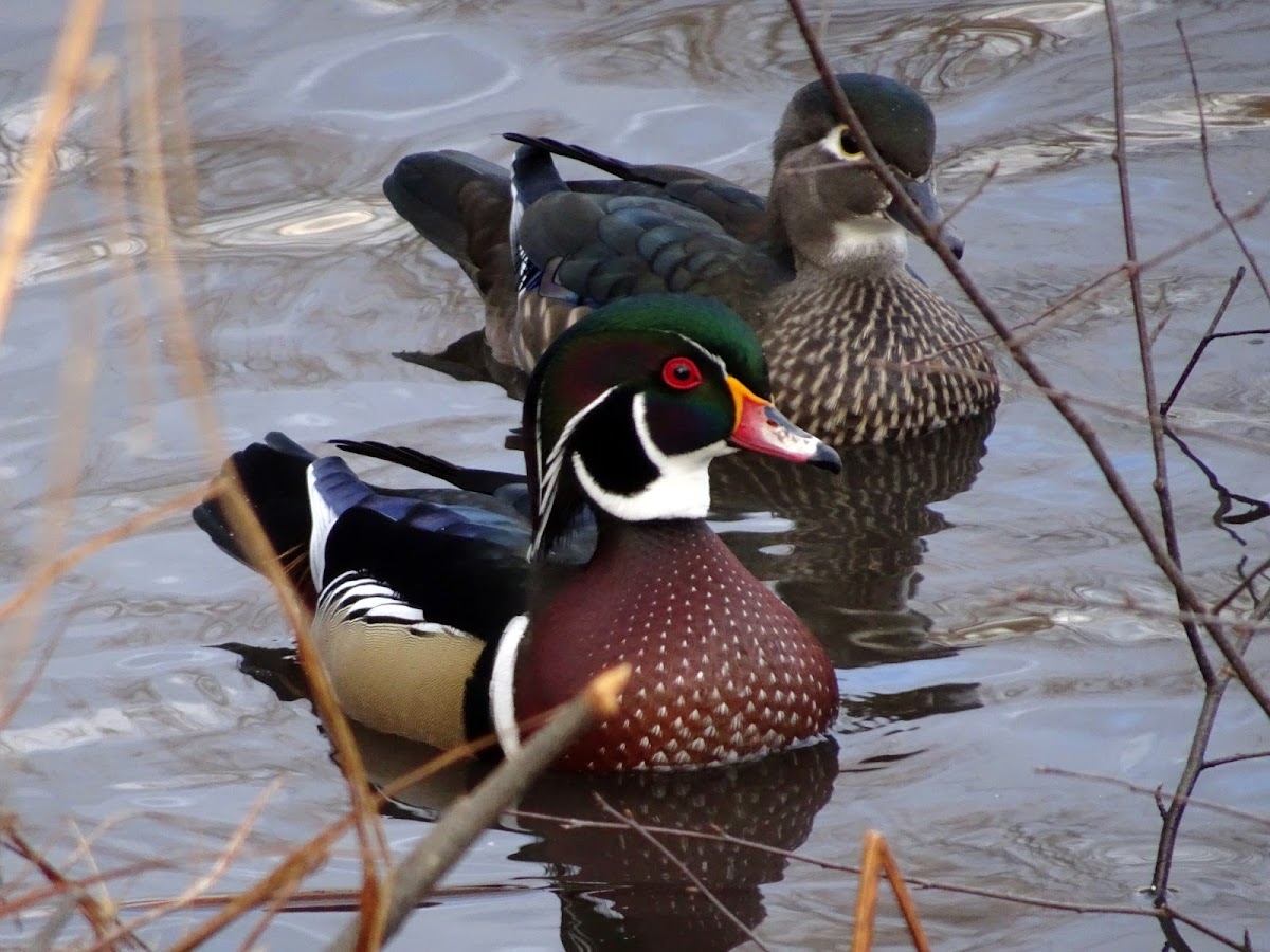 Wood Ducks