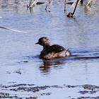 Little Grebe; Zampullín Chico