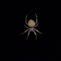 Spotted orbweaver