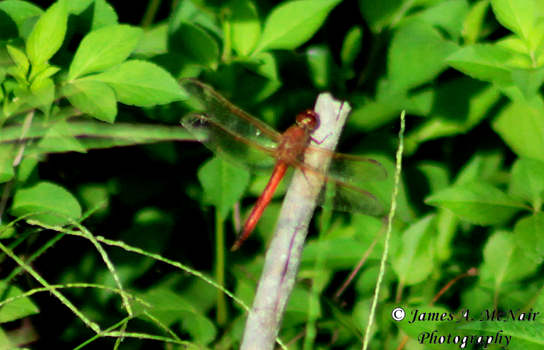 Autumn Meadowhawk (male)