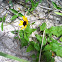 Beach sunflower