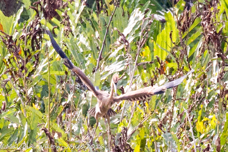 Purple Heron