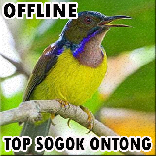 Suara Pikat Burung Sogok Ontong Mp3 1 0 Apk Download Com Andromo
