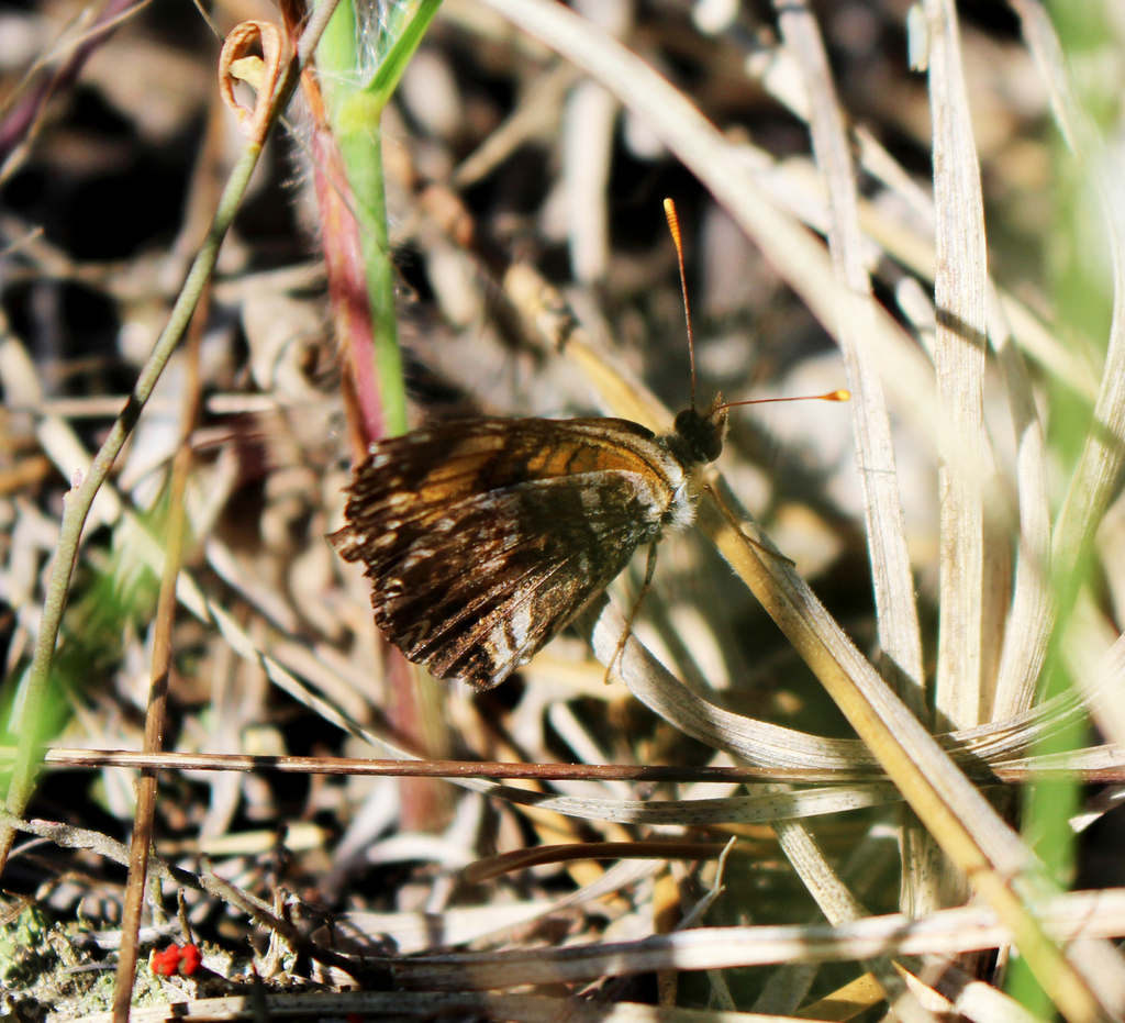 Gorgone Checkerspot