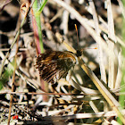 Gorgone Checkerspot