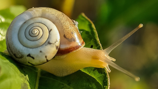 Snail Wallpaper