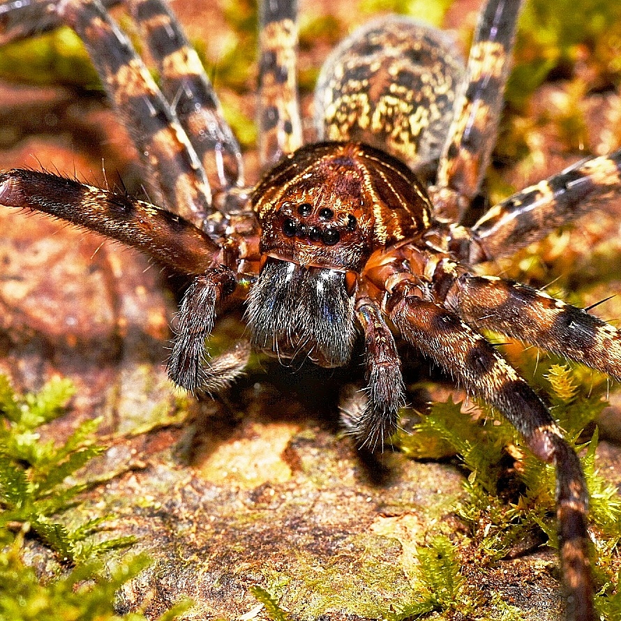 Huntsman spider