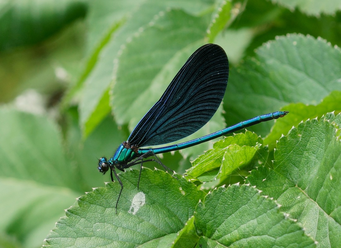 Beautiful Demoiselle