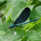 Beautiful Demoiselle