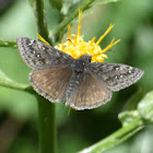 Persius Duskywing