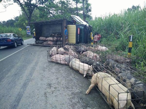 Angkut puluhan babi dari pulau Bali, Truk terguling di Ngawi