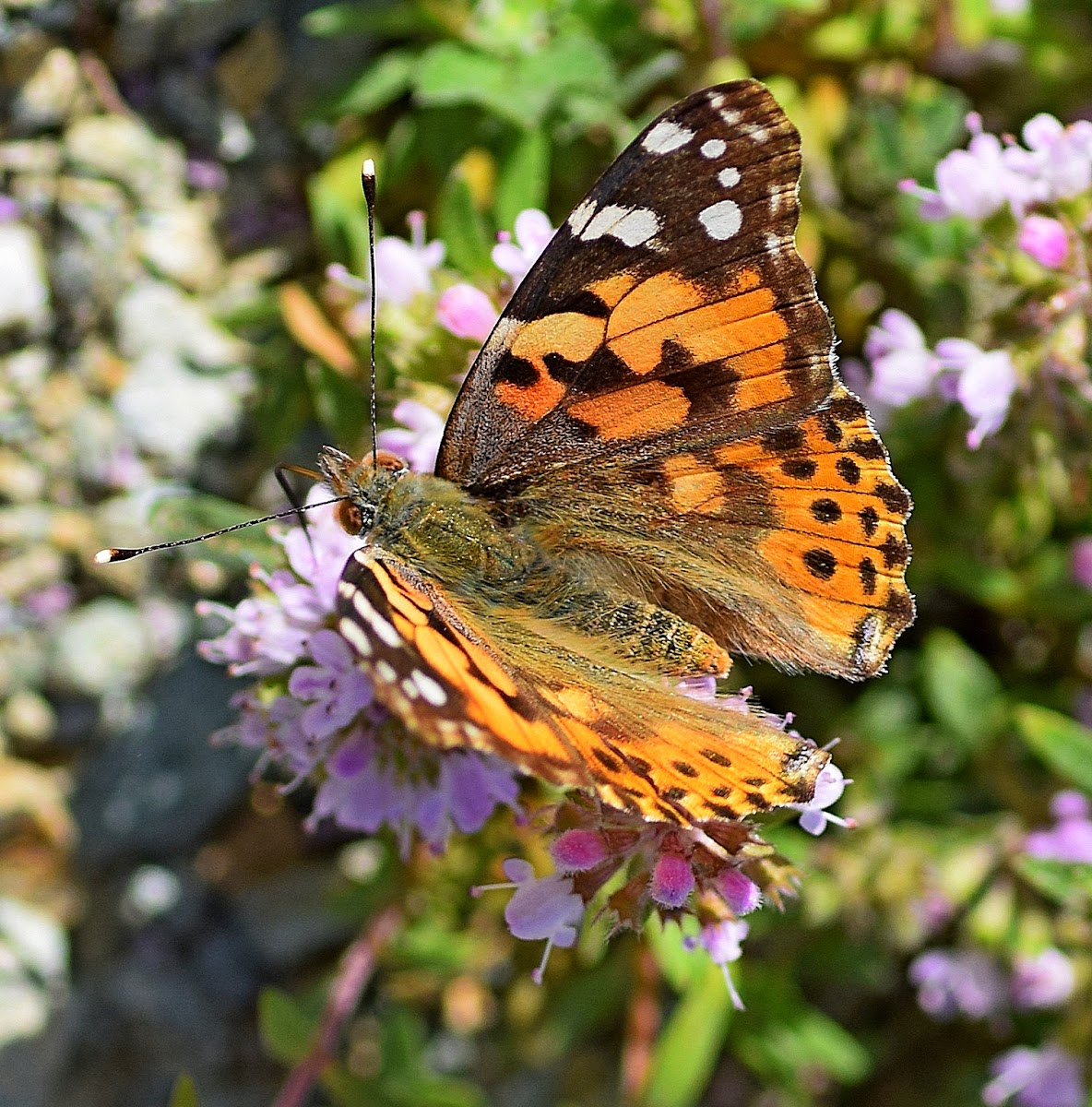 Painted Lady