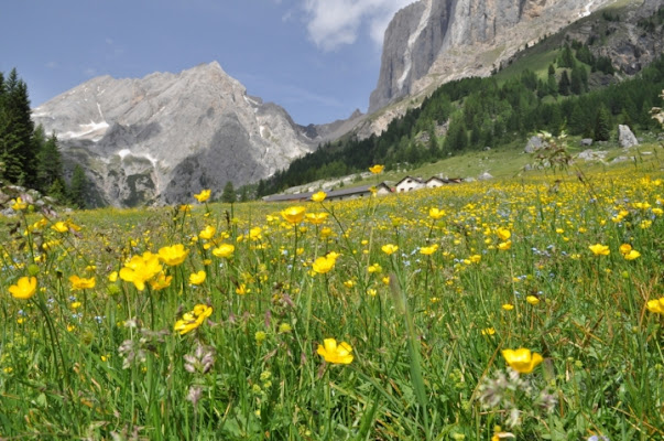 Tappeto giallo di gallo