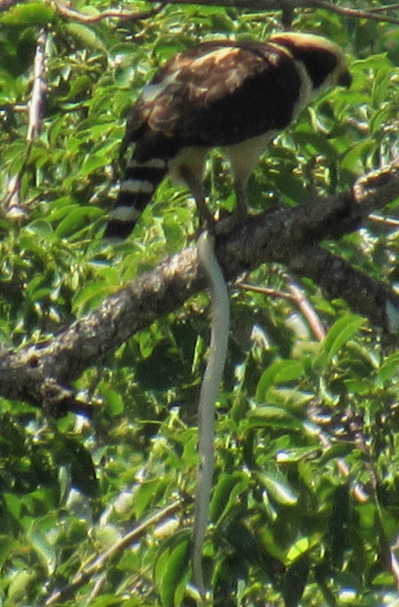 Laughing falcon