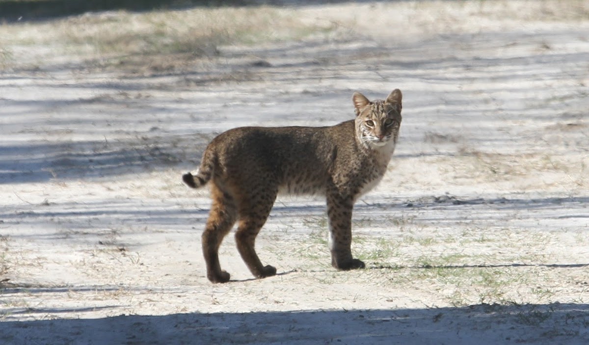 Bobcat