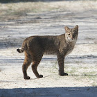 Bobcat