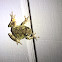 Gray Treefrog