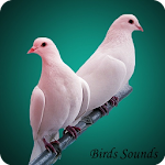 Cover Image of Download 80 Birds Sounds and ringtone 1.0 APK