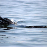 Walvis bay di 