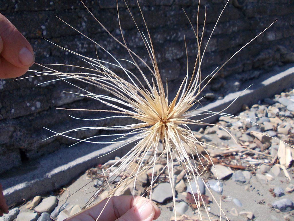 Spinifex grass