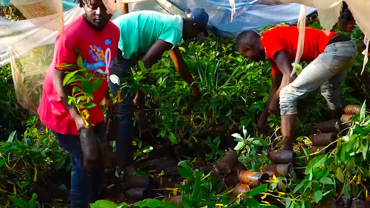 Members of Jitambulishe youth group working in a tree nursery in Kongo-ini village, Kiharu constituency, on March 14, 2023.