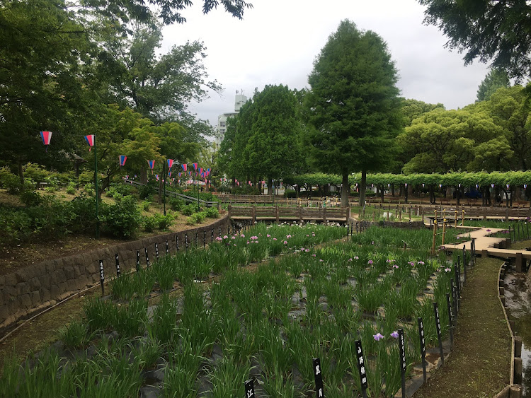 コペンの初夏の花🌸便り祭り!第九弾!人生大いに楽しみましよね！・幸せは自分自身で見出す物で他人から与えられる物では有りません！最高だね！・貧乏しても心❤️の貧乏人には成りたく無いですね！最高だね！・妬み!僻み!は持たず!心❤️豊かに過ごしましょう!最高だね！・人は人です!自分の納得出来る生き方をしましょう!最高だね！に関するカスタム事例の投稿画像79枚目