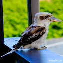 Laughing Kookaburra