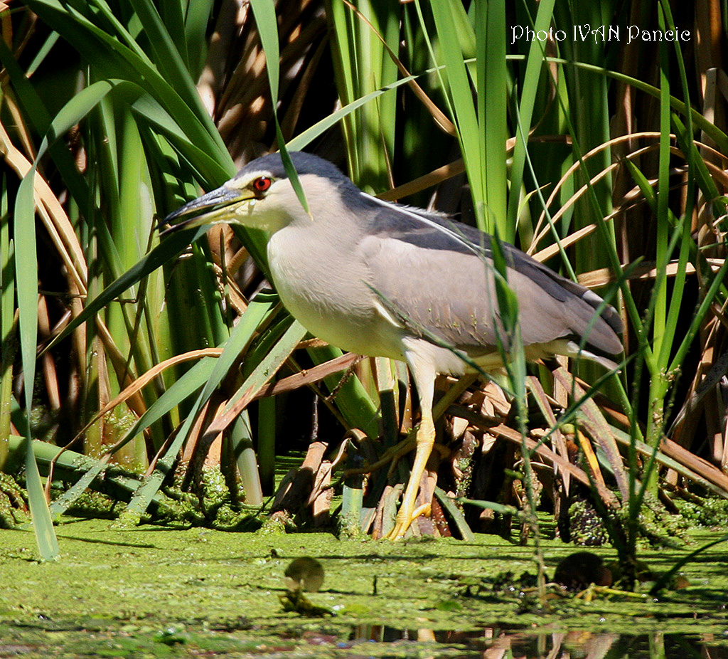 Black-crowend Night Heron